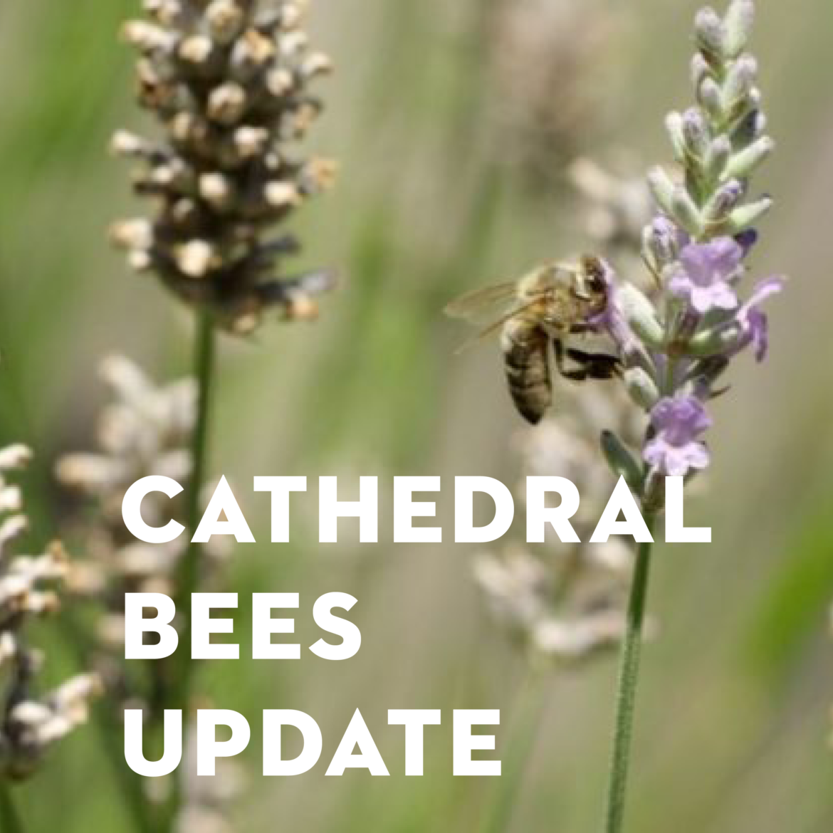 Cathedral Bees Update (Spring 2022)