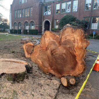 Tree Removal Update