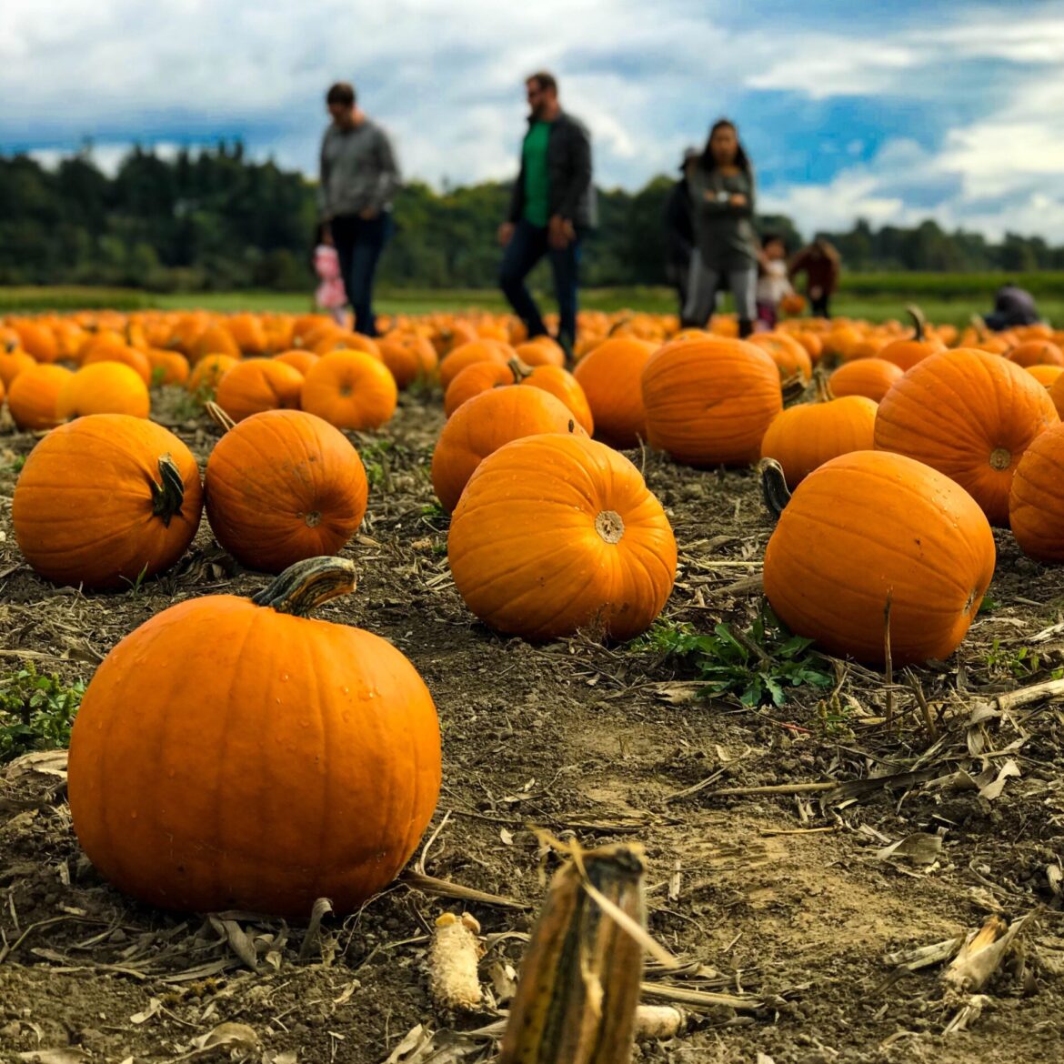 Pumpkin Patch Excursion and Feast of St. Francis