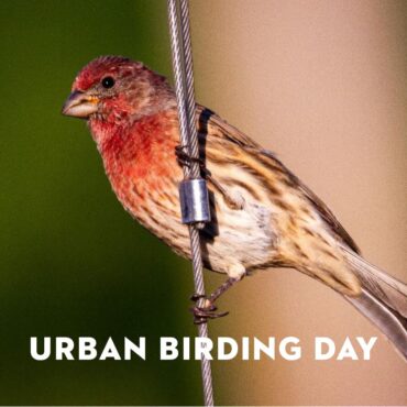 Urban Birding Day